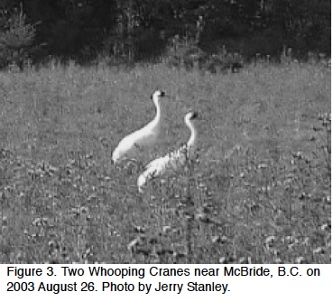 From British Columbia Birds, Vol 18, 2008