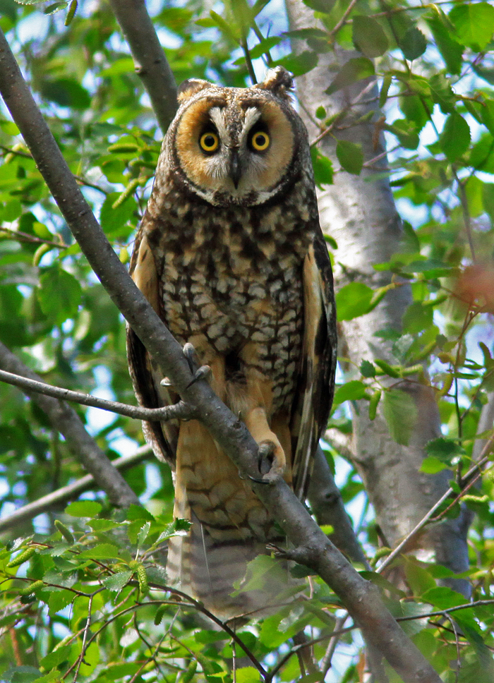 Long-eared-Owl-3-near-Rd.-2