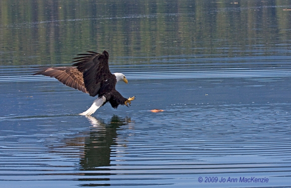 JAM Bald Eagle about to catch fish, outer Kanish Bay, May 29-09, re-resize, copyright IMG_0044