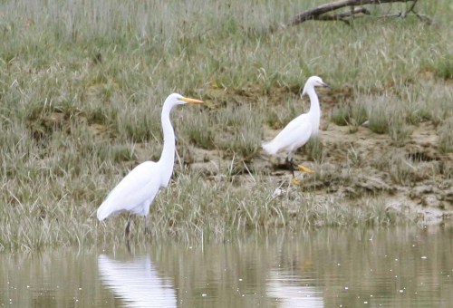 Snowy Egret with Great Egret, May 20 to 23, 2011, Tofino, BC (2)