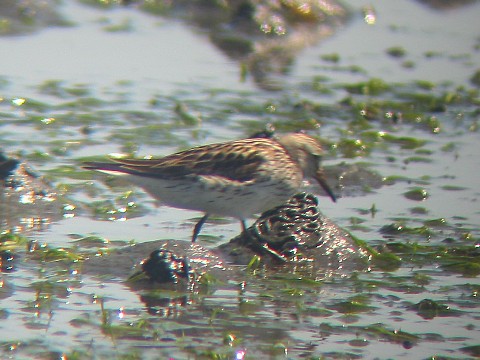 White-rumped Sandpiper - enlarged